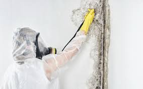 Governors Village, NC Mold Prevention & Removal  Company